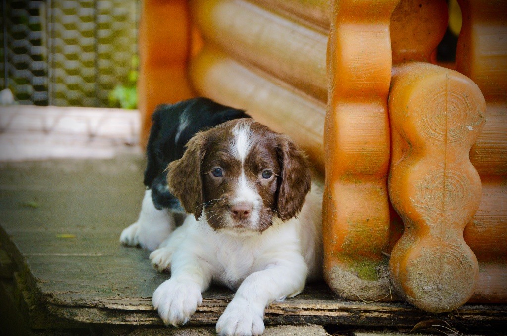 Chiots nées à l’élevage