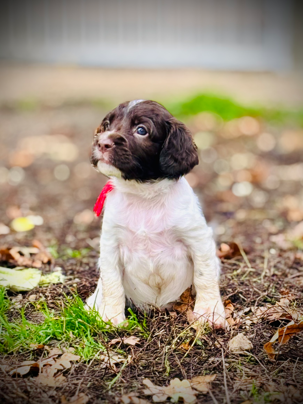 Waya - Chiots disponibles - English Springer Spaniel