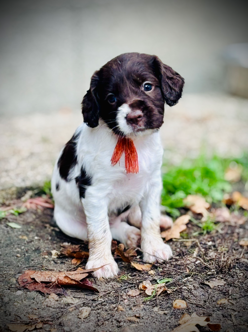 Waya - Chiots disponibles - English Springer Spaniel