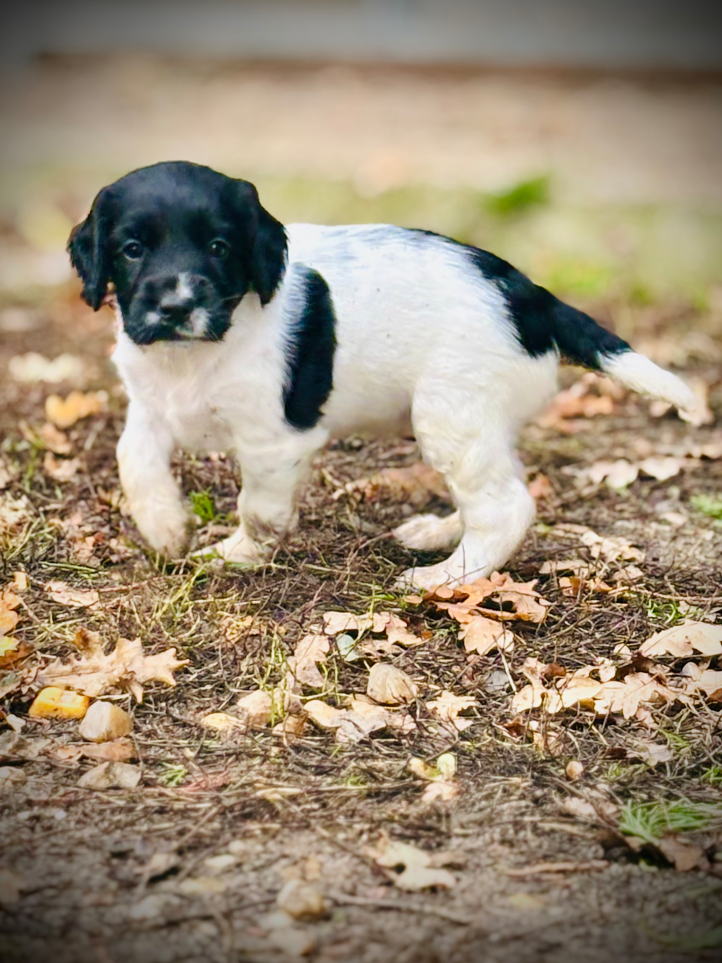 Waya - Chiots disponibles - English Springer Spaniel