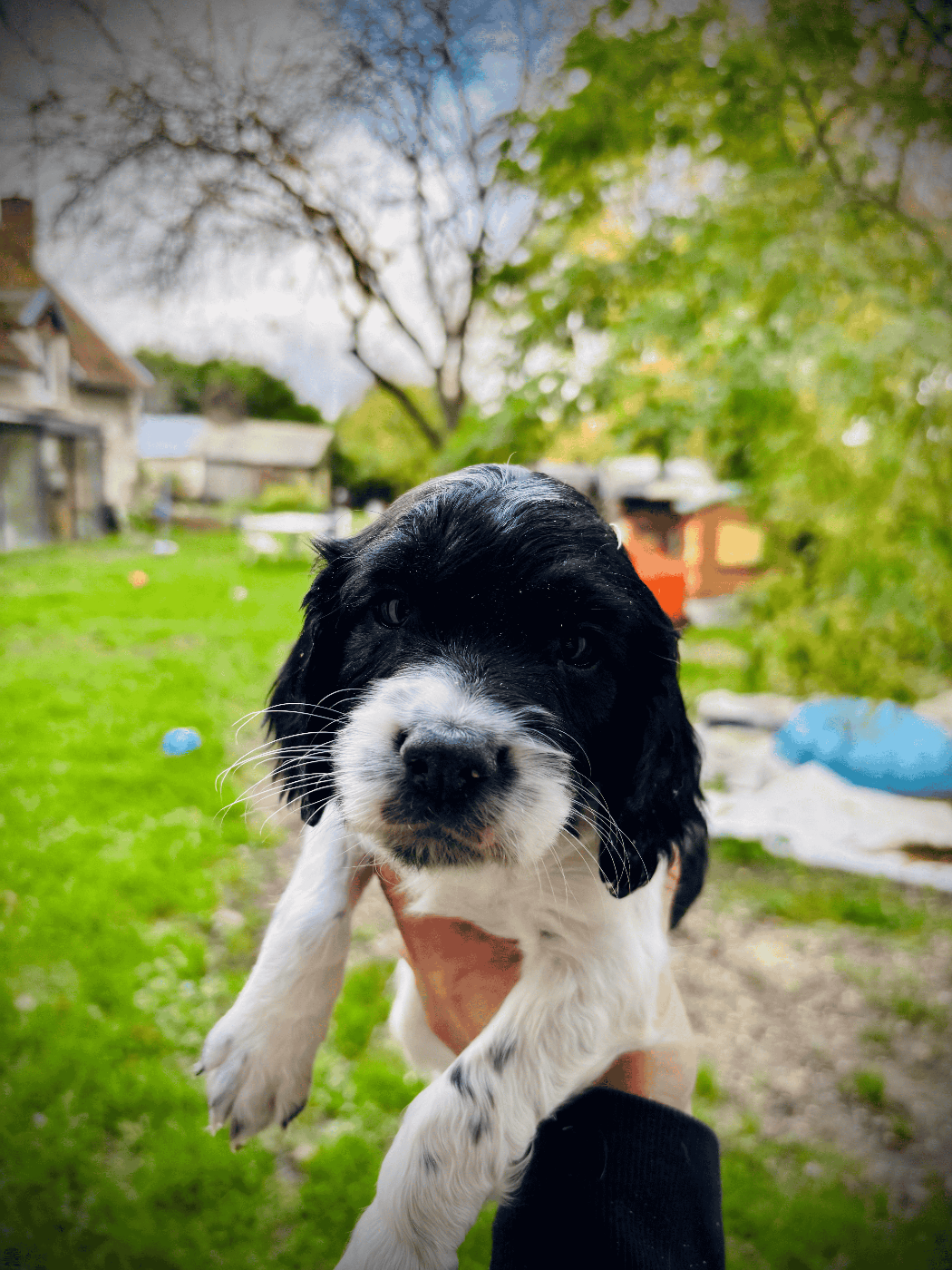 Waya - Chiots disponibles - English Springer Spaniel