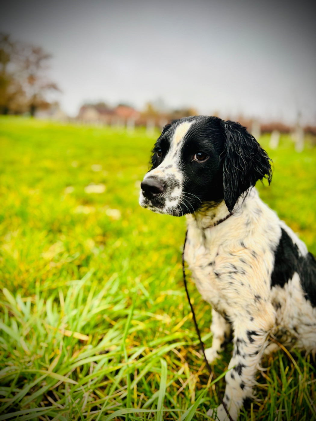 Waya - Chiots disponibles - English Springer Spaniel