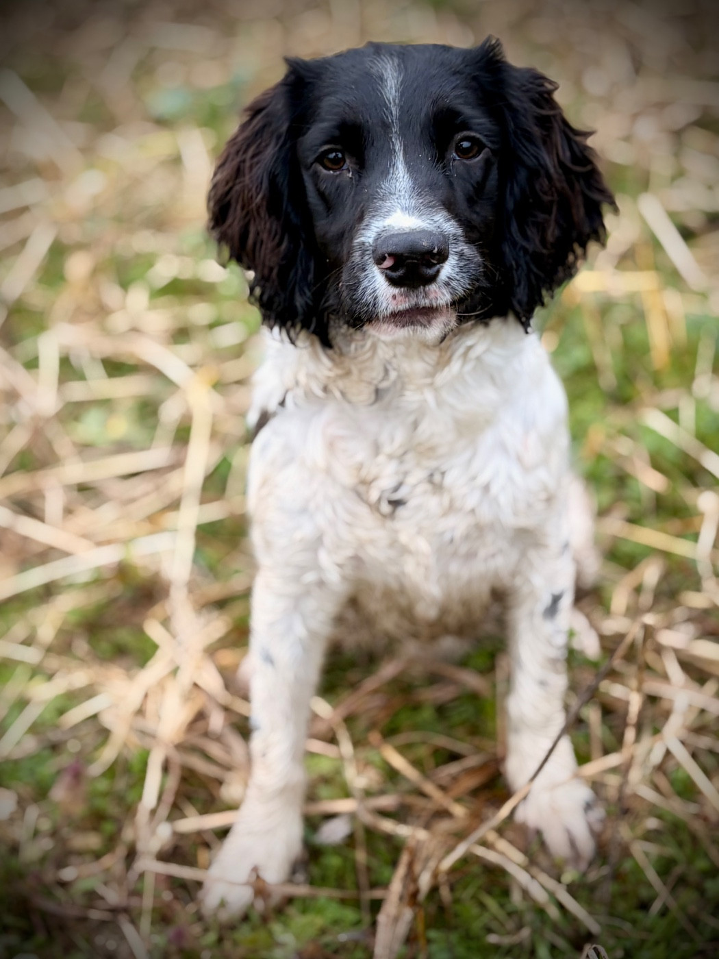 Waya - Chiots disponibles - English Springer Spaniel