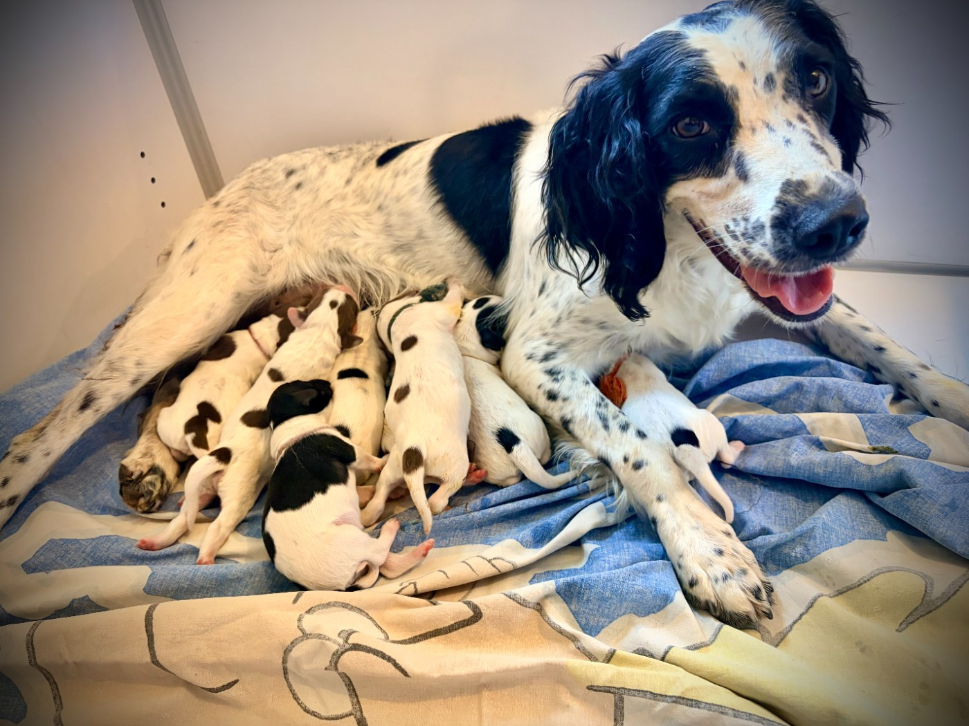 Waya - Chiots disponibles - English Springer Spaniel
