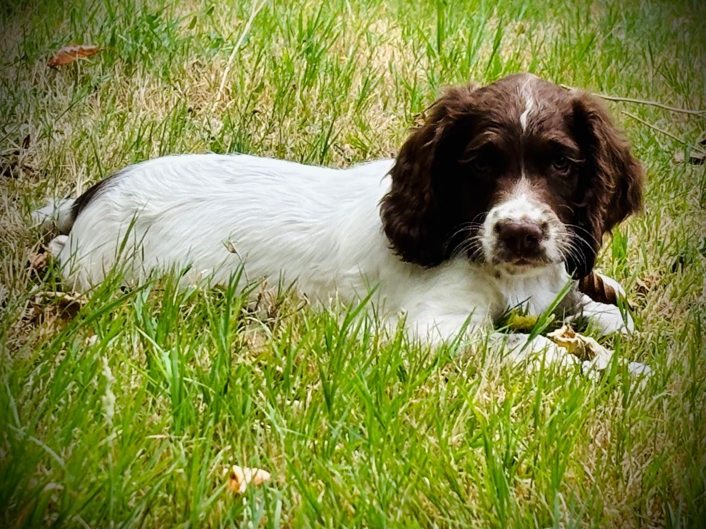 Waya - Chiots disponibles - English Springer Spaniel