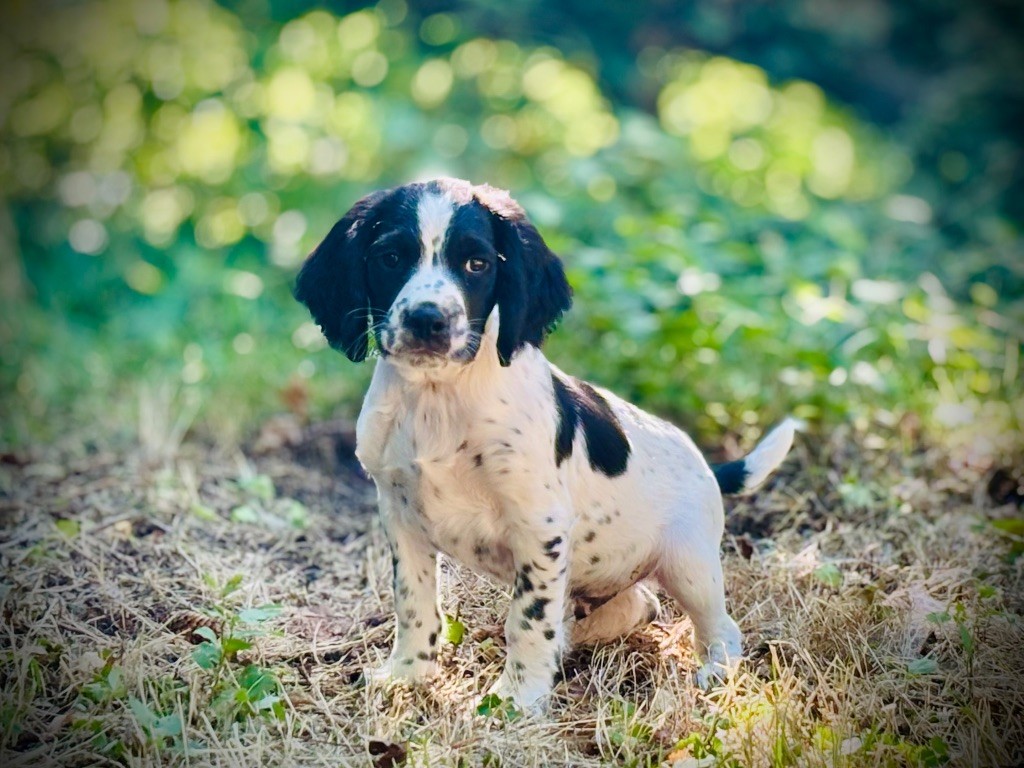 Waya - Chiots disponibles - English Springer Spaniel