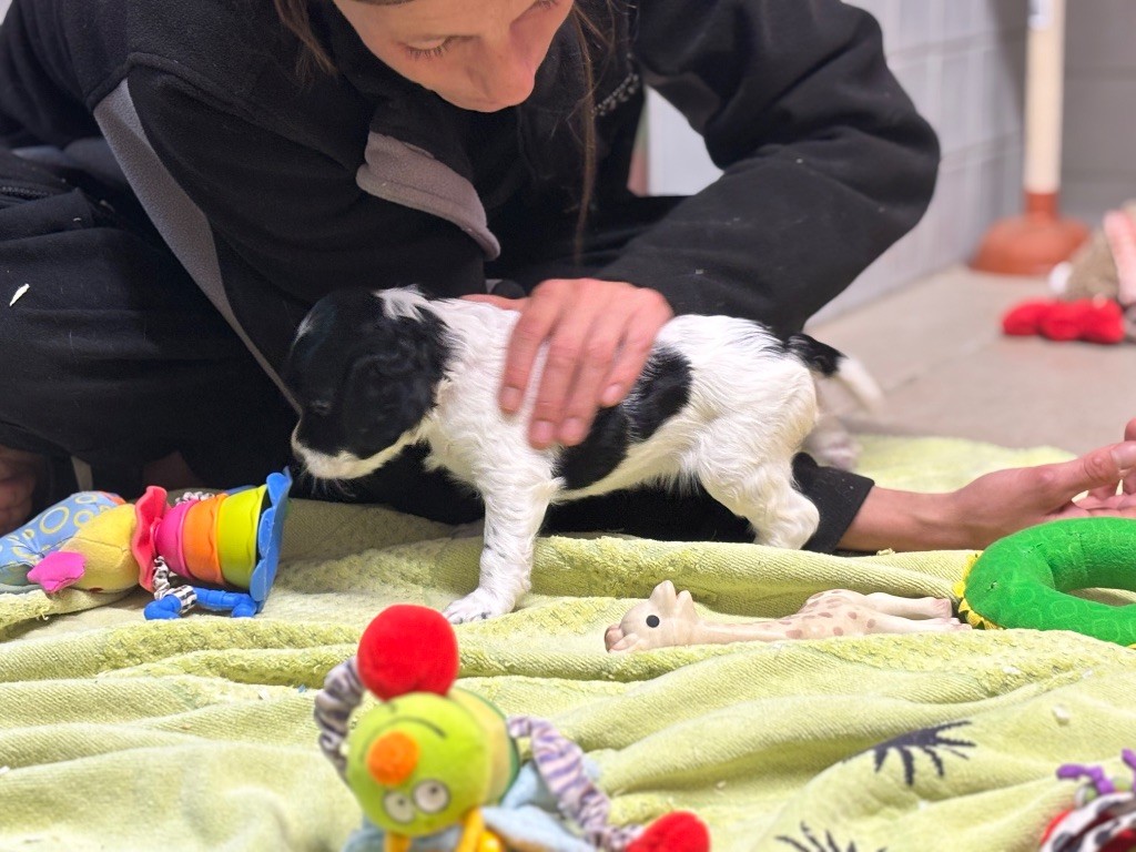 Waya - Chiots disponibles - English Springer Spaniel