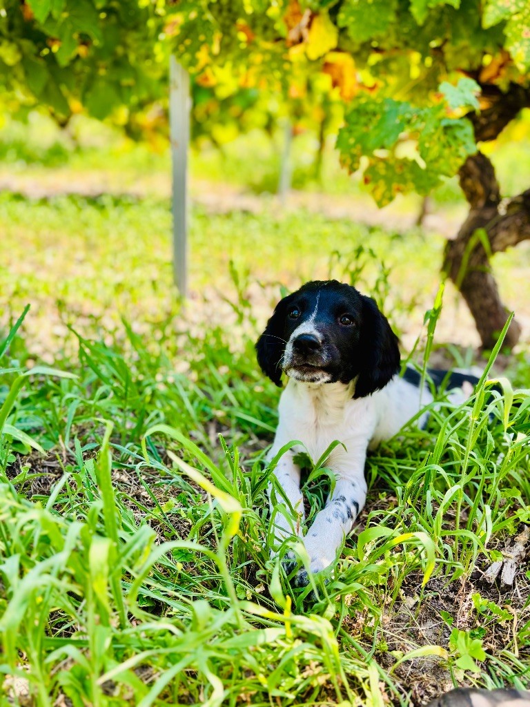 Waya - Chiots disponibles - English Springer Spaniel