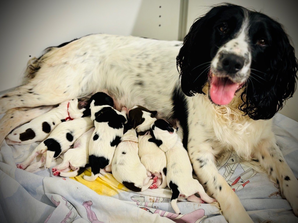 Waya - Chiots disponibles - English Springer Spaniel