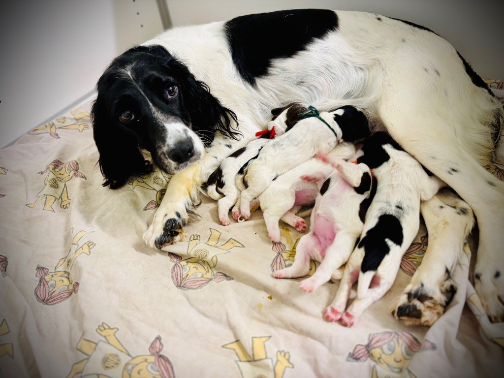 Chiot English Springer Spaniel Waya