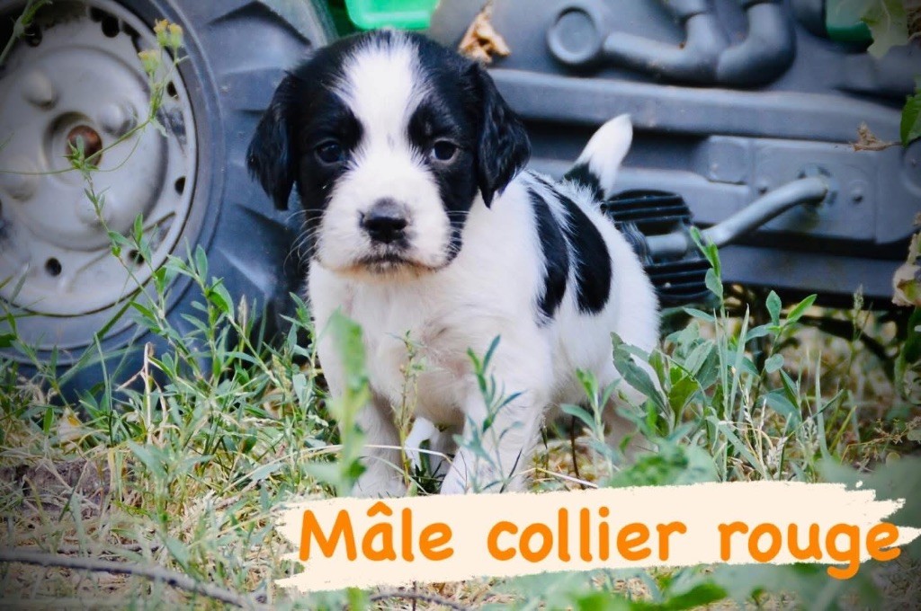 Waya - Chiots disponibles - English Springer Spaniel