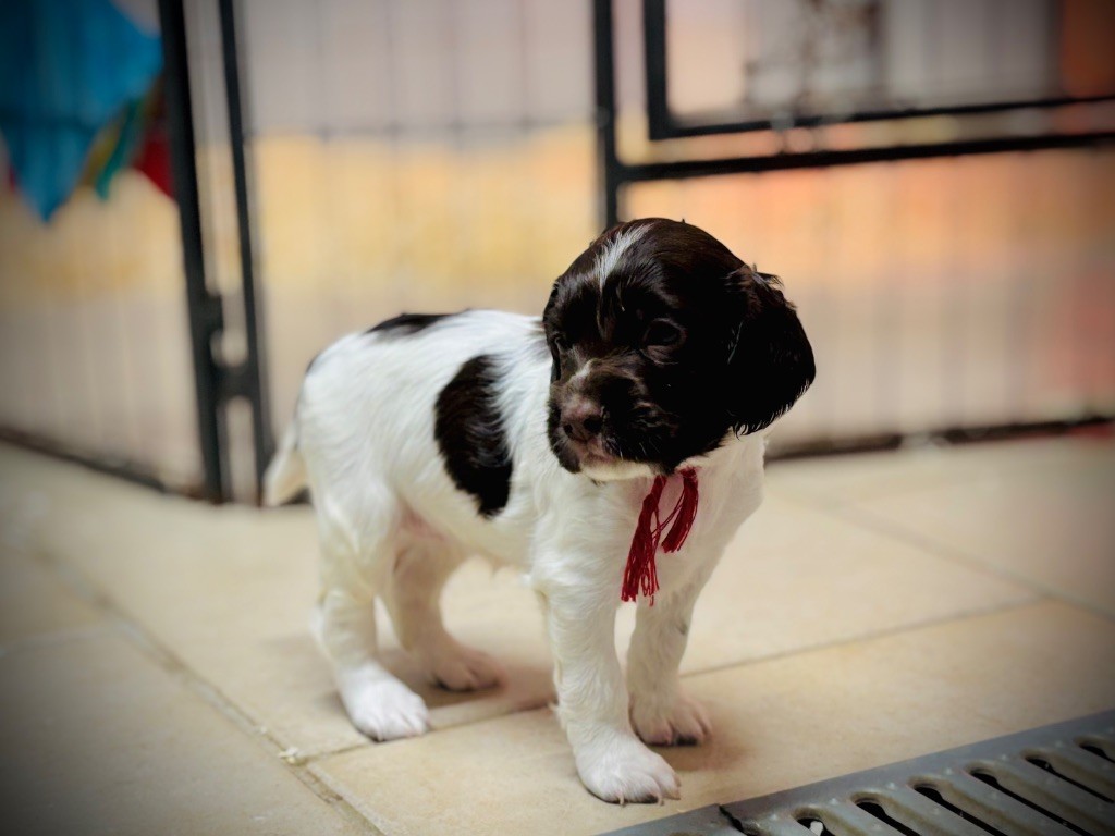Waya - Chiots disponibles - English Springer Spaniel