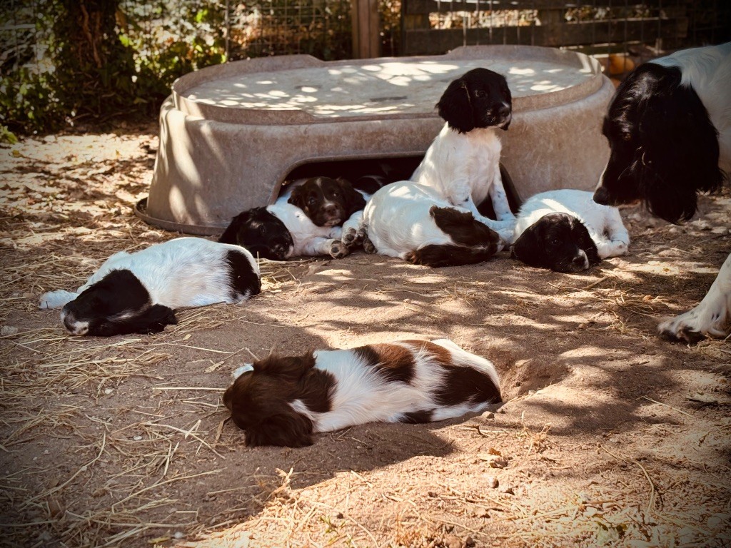 Waya - Chiots disponibles - English Springer Spaniel