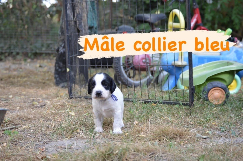 Waya - Chiots disponibles - English Springer Spaniel