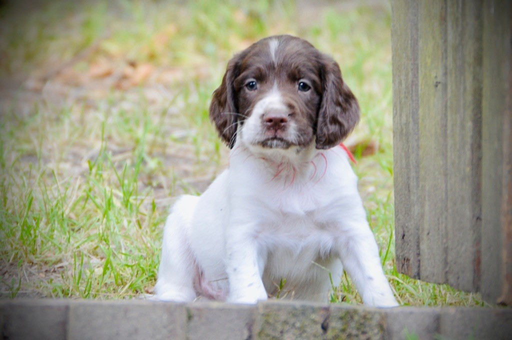 Waya - Chiots disponibles - English Springer Spaniel