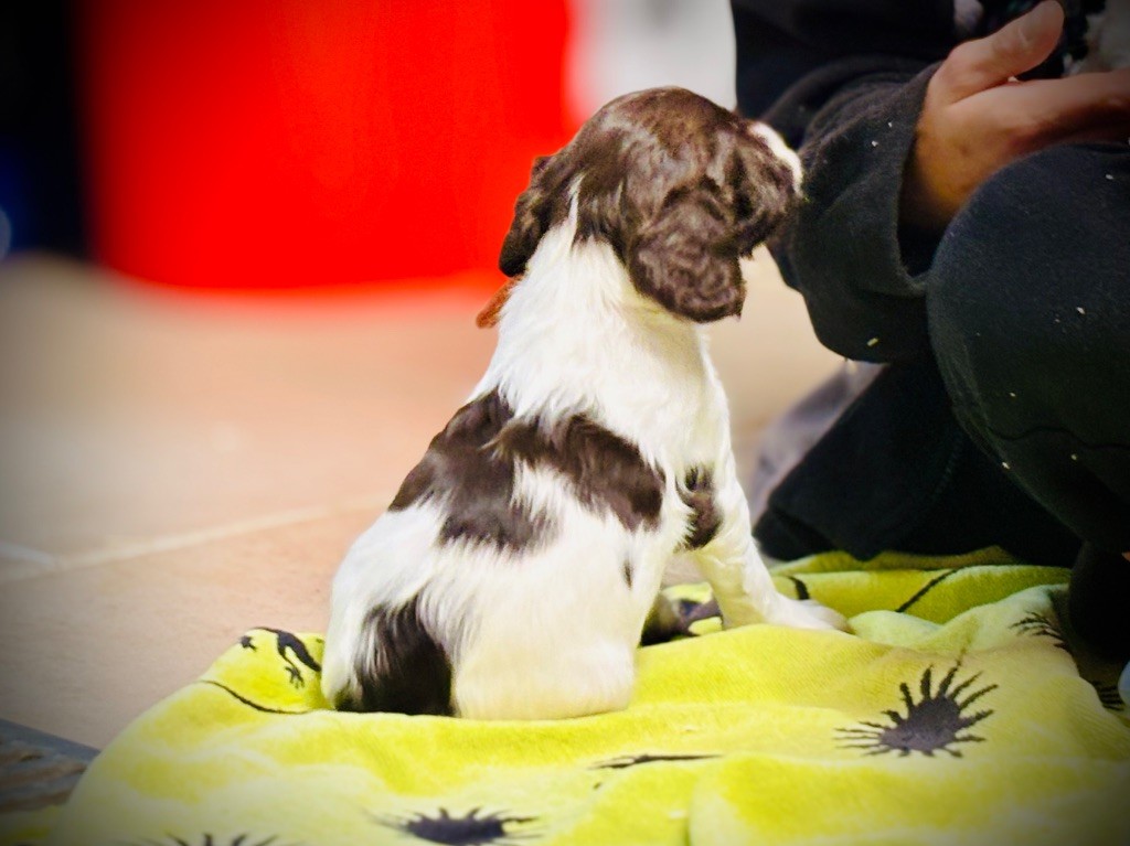 Waya - Chiots disponibles - English Springer Spaniel