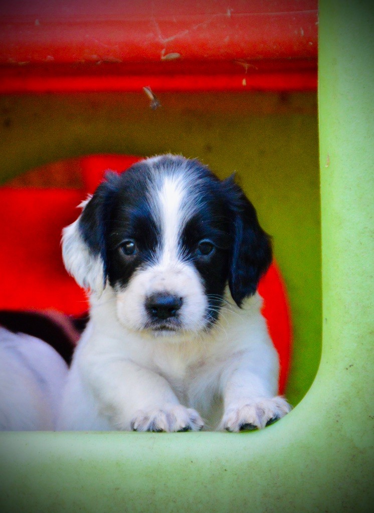 Waya - Chiots disponibles - English Springer Spaniel