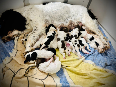 CHIOT M N/B