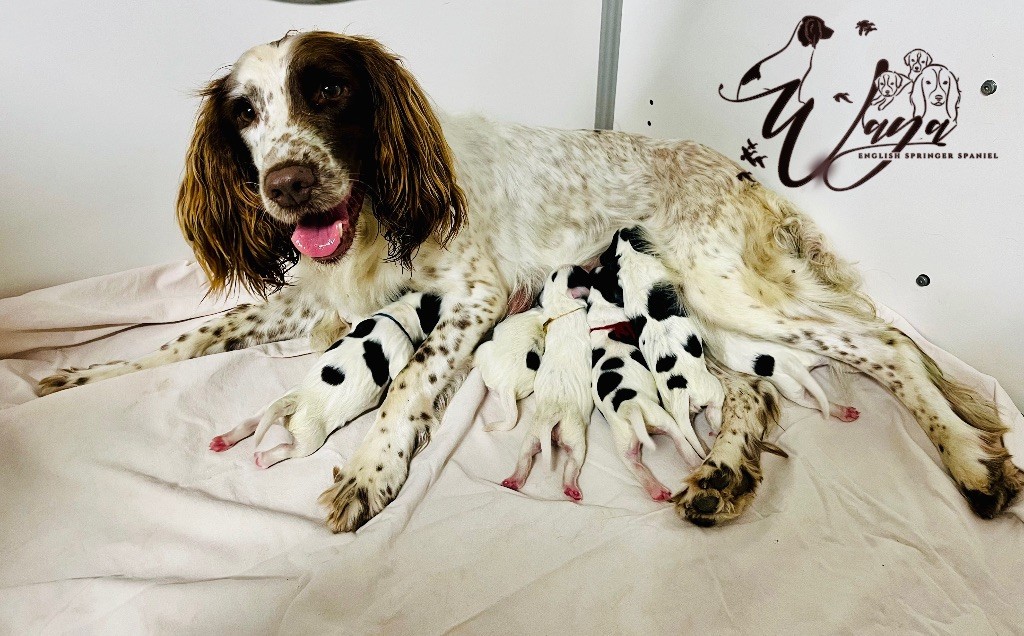 Waya - English Springer Spaniel - Portée née le 13/08/2024