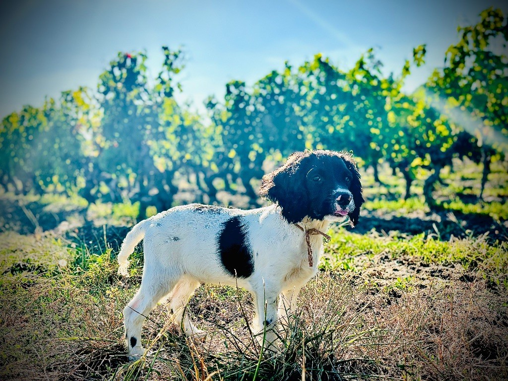 Waya - Chiots disponibles - English Springer Spaniel