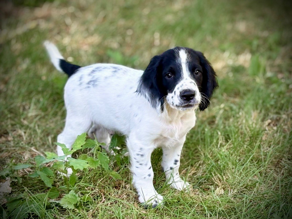 Waya - Chiots disponibles - English Springer Spaniel