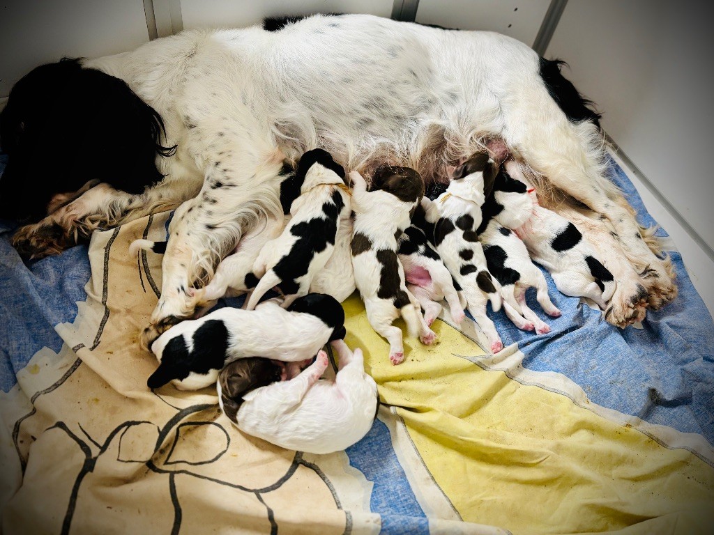 Waya - Chiots disponibles - English Springer Spaniel