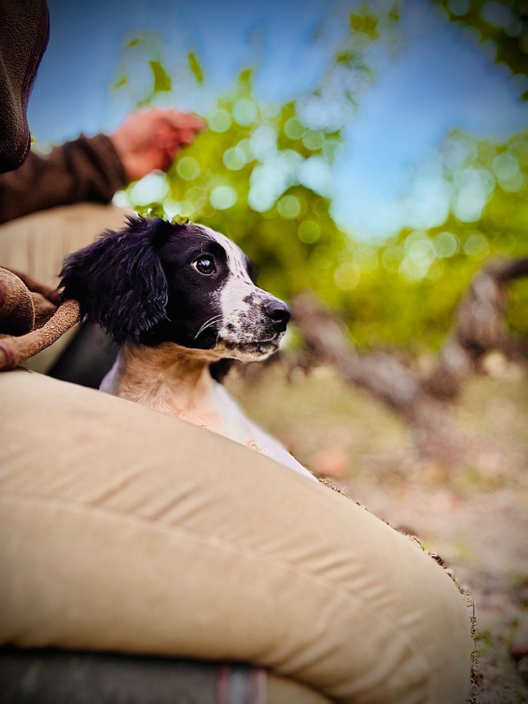 Waya - Chiots disponibles - English Springer Spaniel