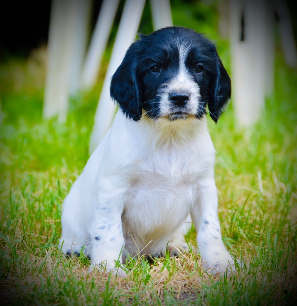 Waya - Chiots disponibles - English Springer Spaniel