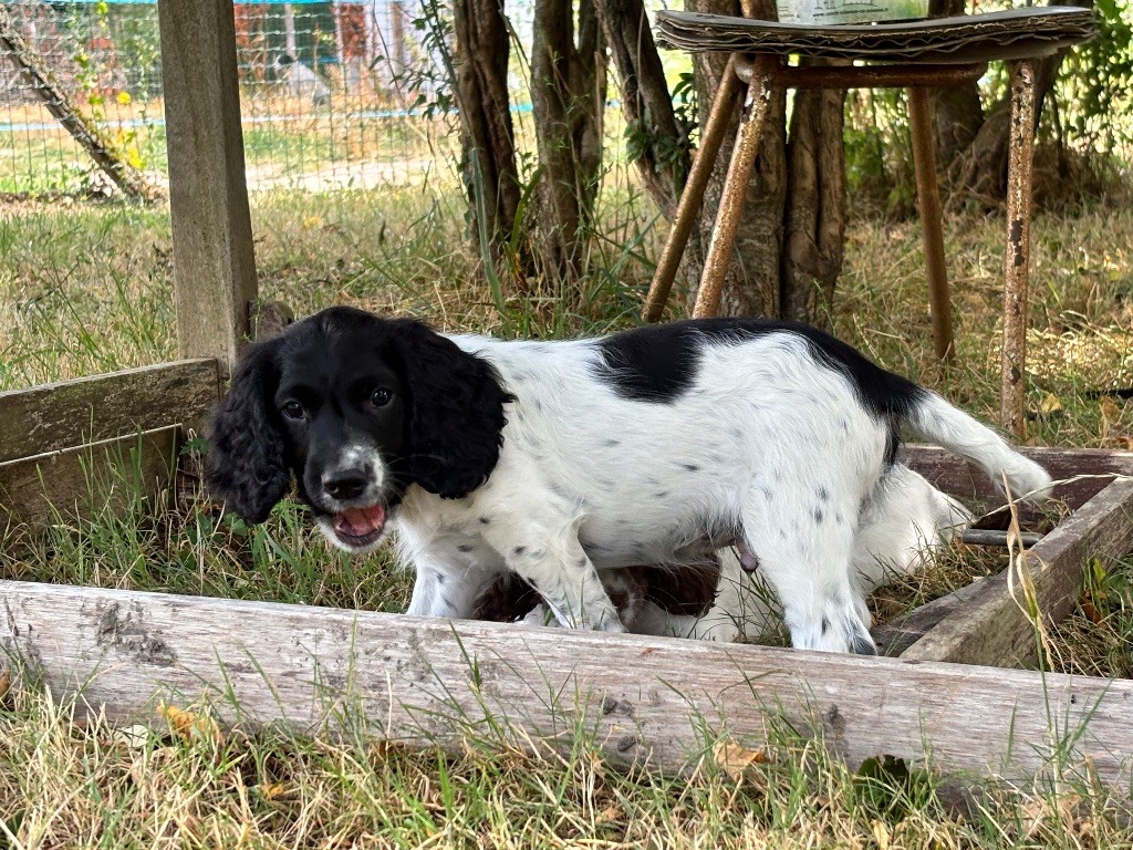 Waya - Chiots disponibles - English Springer Spaniel