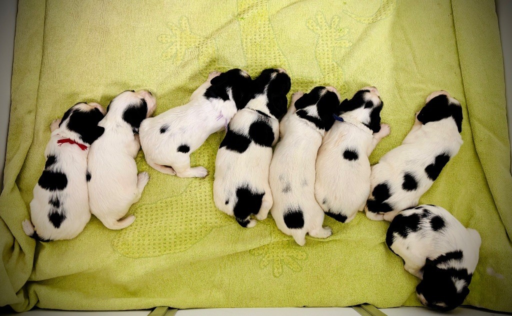 Waya - Chiots disponibles - English Springer Spaniel
