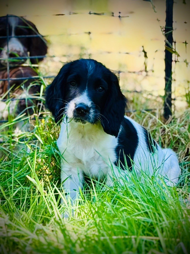 Waya - Chiots disponibles - English Springer Spaniel