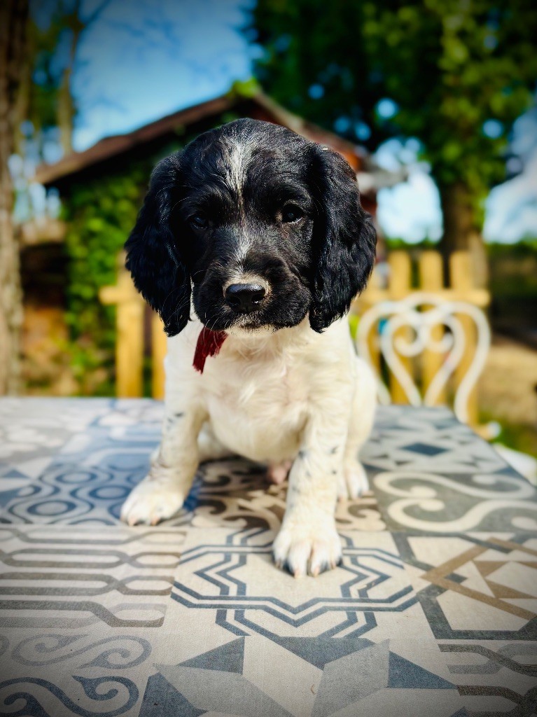 Waya - Chiots disponibles - English Springer Spaniel