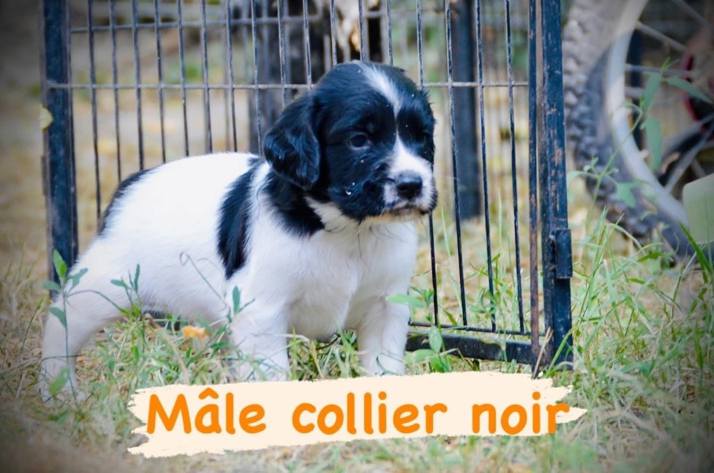 Waya - Chiots disponibles - English Springer Spaniel