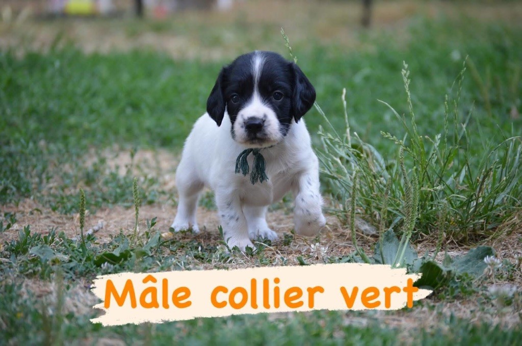 Waya - Chiots disponibles - English Springer Spaniel