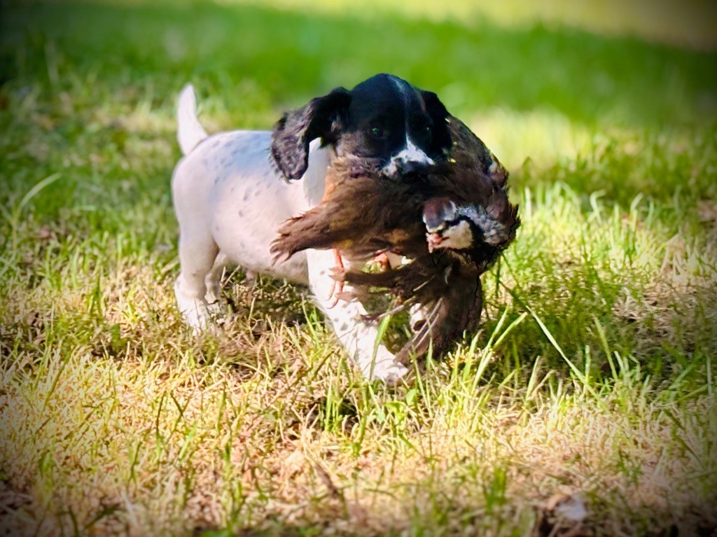 Waya - Chiots disponibles - English Springer Spaniel