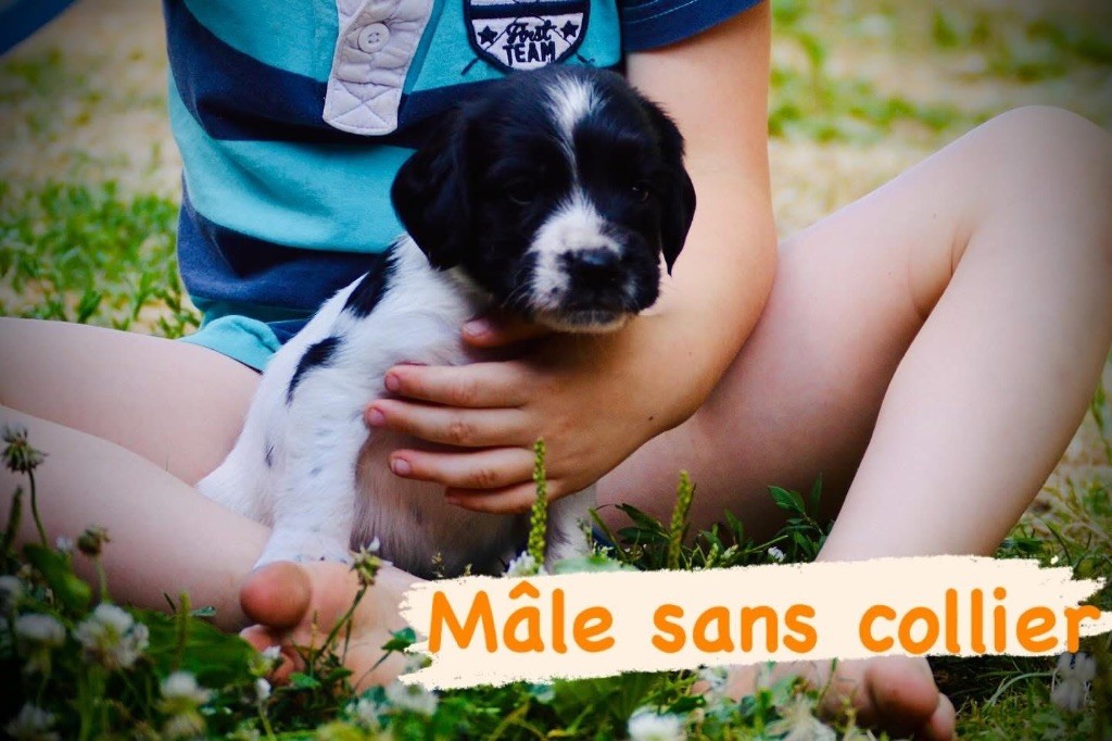 Waya - Chiots disponibles - English Springer Spaniel